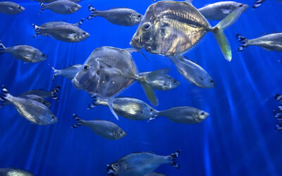 Sea Life Event