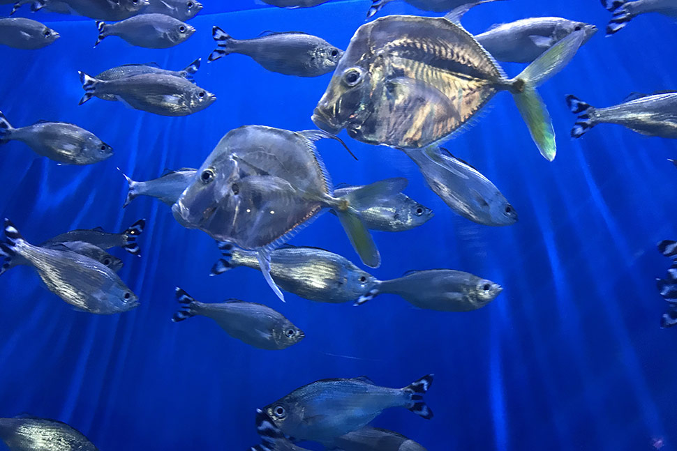 Sea Life Event